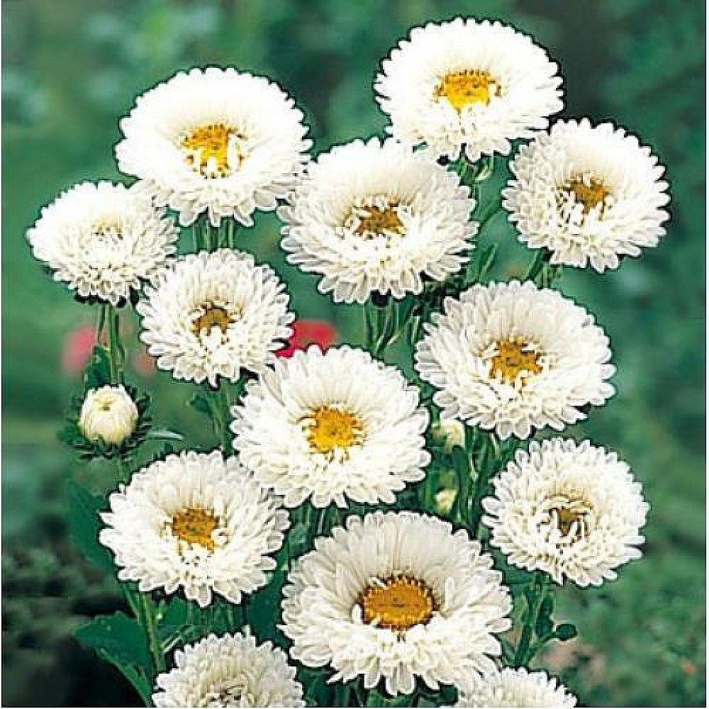 Aster (White) - Plant - Image 3