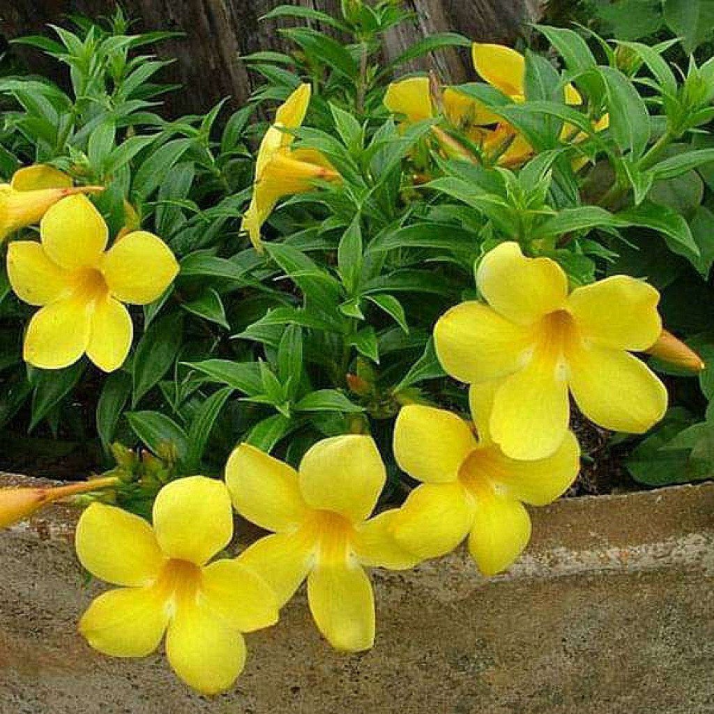 Bush Allamanda, Allamanda Cathartica (Yellow) - Plant - Image 2