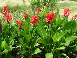 Canna (Red Flower With Green Leaves) - Plant - Image 2