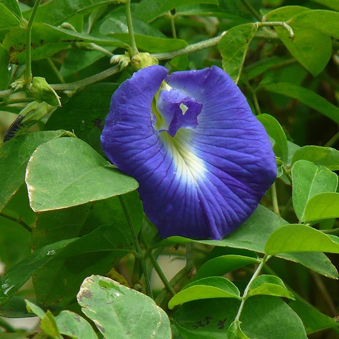 Clitoria Ternatea, Gokarna (Blue) - Plant - Image 2