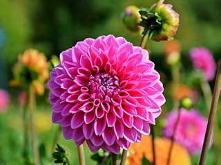 Dahlia (Pink) - Plant - Image 2