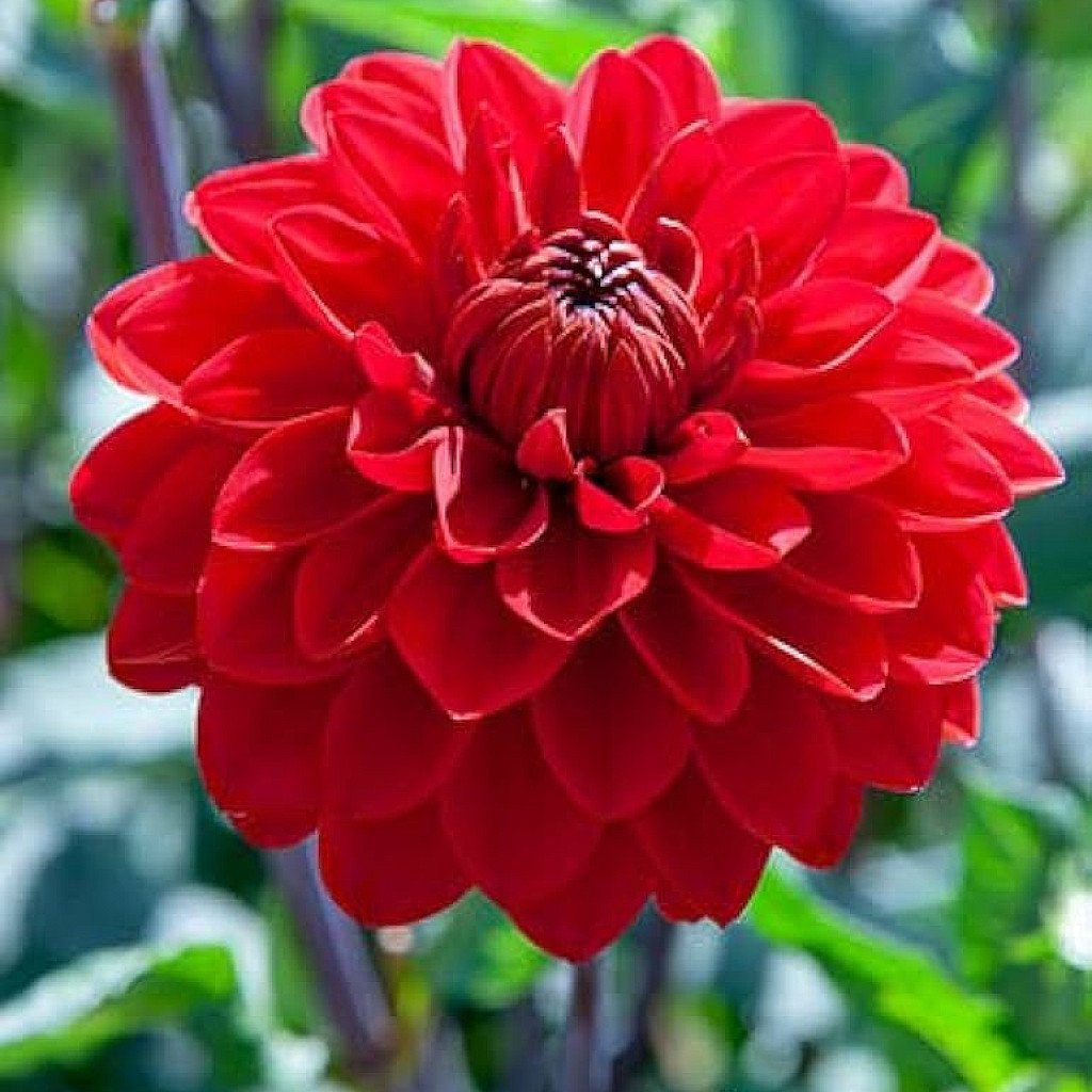 Dahlia (Red) - Plant - Image 2
