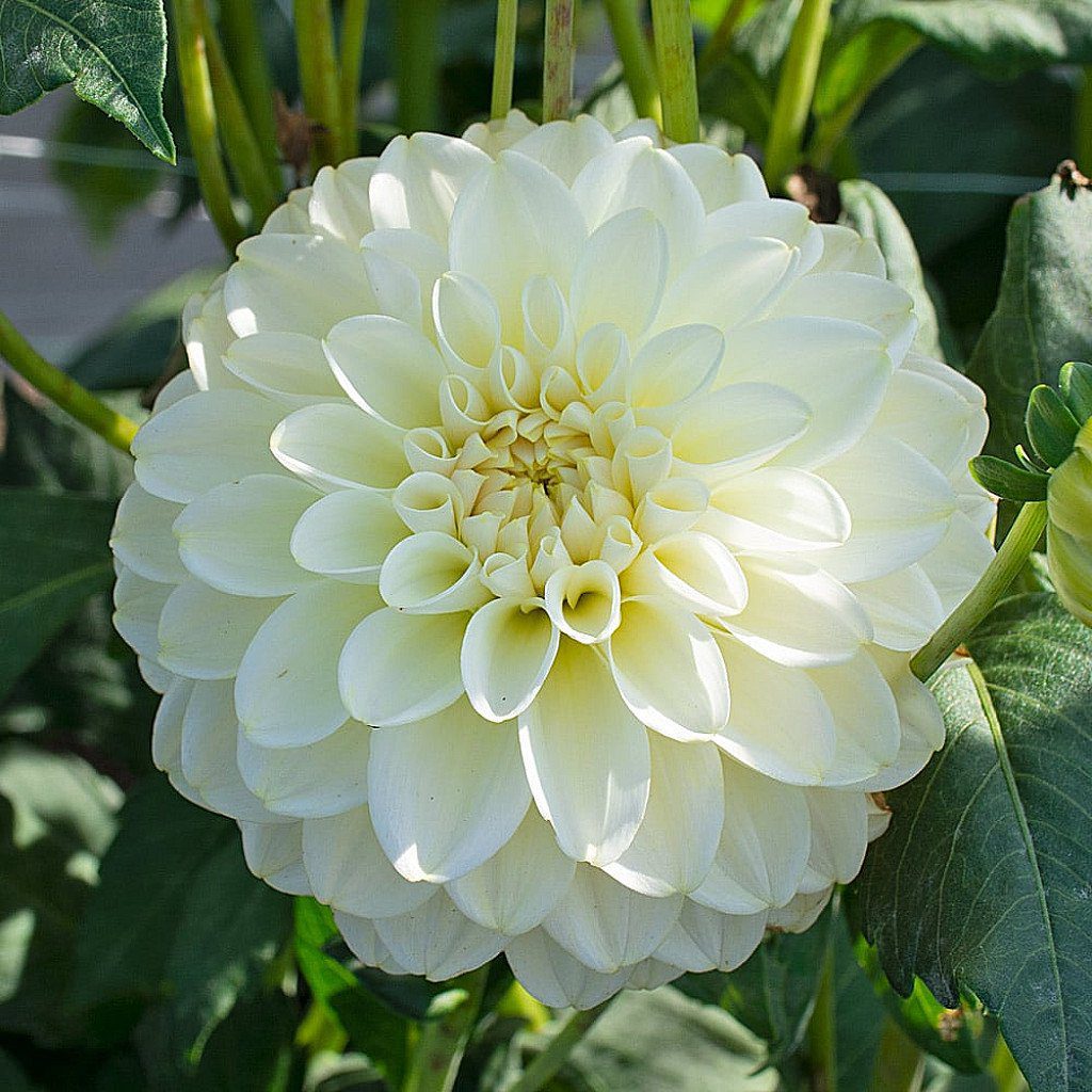 Dahlia (White) - Plant - Image 3