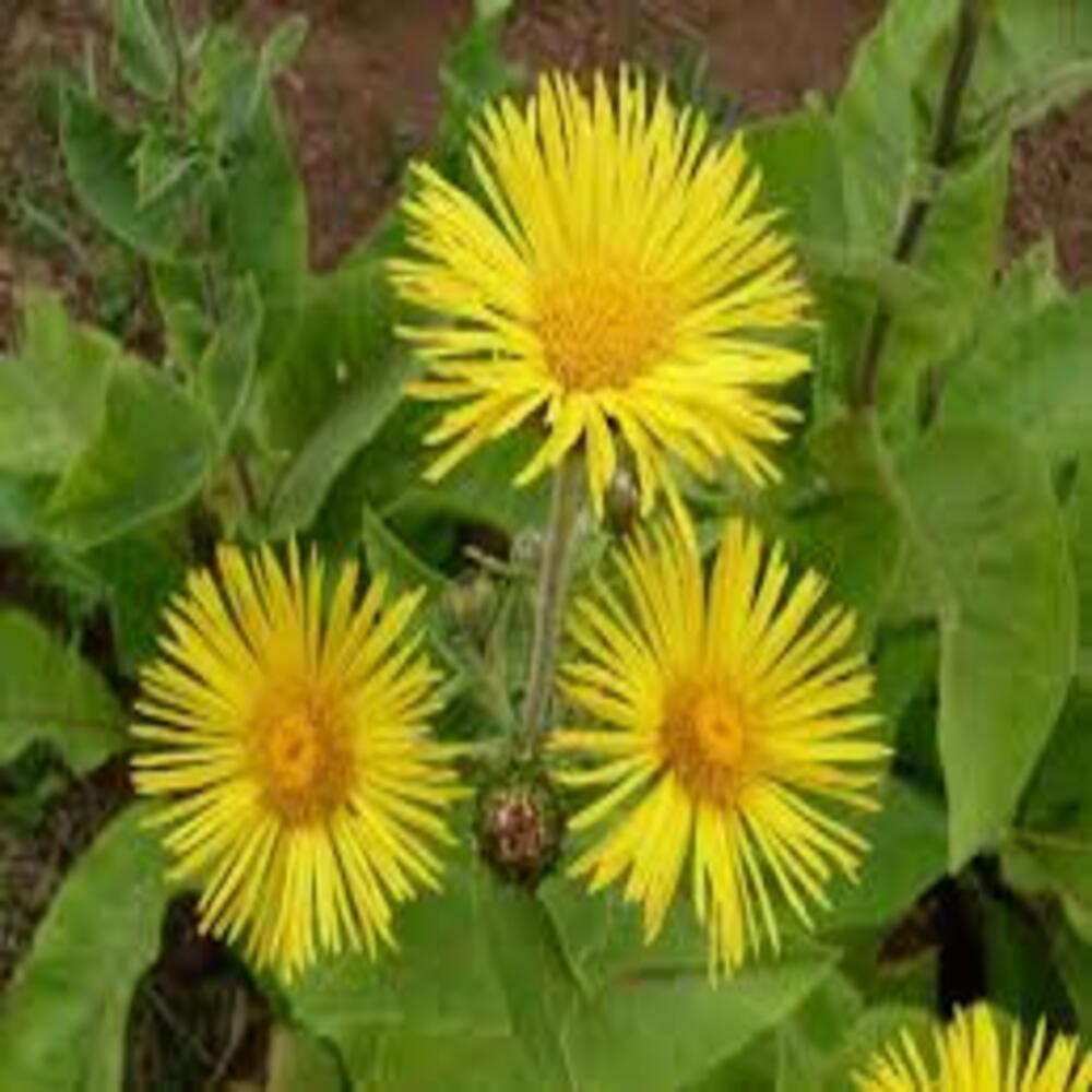Elecampane - Image 2