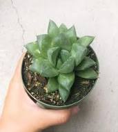 Echeveria Big Lotus, Echeveria Mazarine - Succulent Plant - Image 2