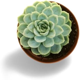 Echeveria Elegans Rose - Succulent Plant - Image 2