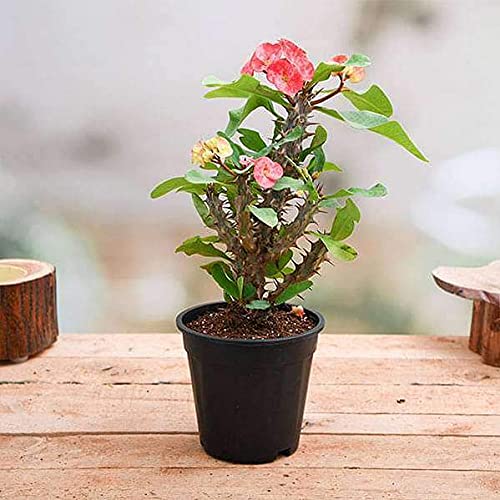 Euphorbia (Peach) - Succulent Plant - Image 2
