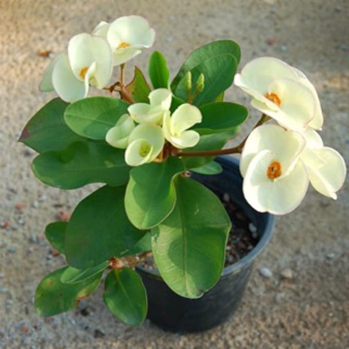 Euphorbia (White) - Succulent Plant - Image 2