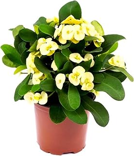 Euphorbia (Yellow) - Succulent Plant - Image 2