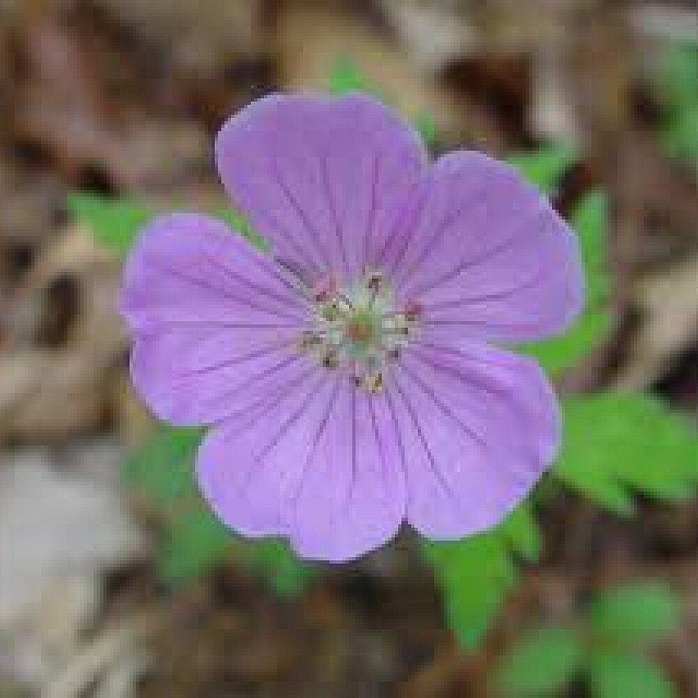 Geranium Maculatum - Plant - Image 2