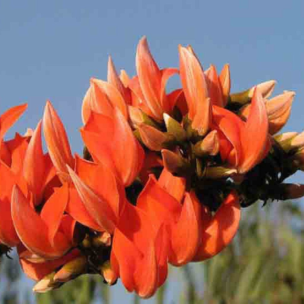 Palash - Plant - Image 2