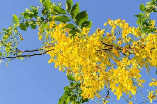 Bahava - Plant - Image 2