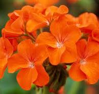 Geranium (Orange) - Plant - Image 2