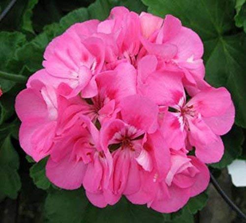 Geranium (Pink) - Plant - Image 2