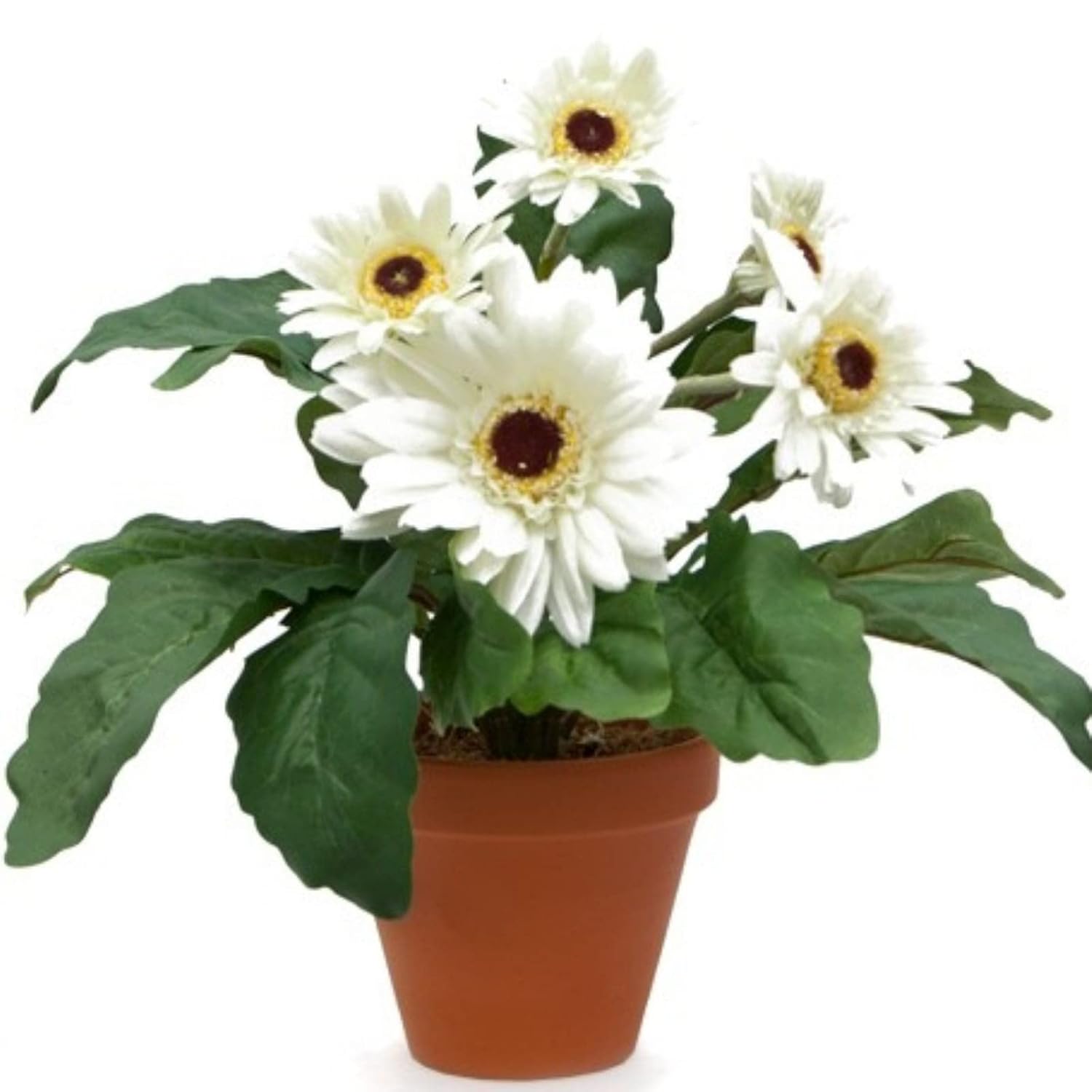 Gerbera (White) - Plant - Image 2