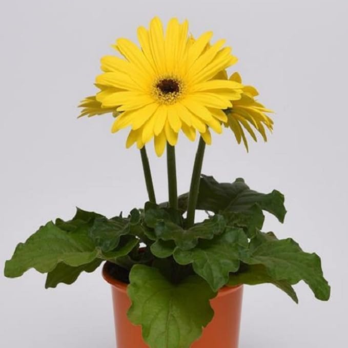 Gerbera (Yellow) - Plant - Image 2