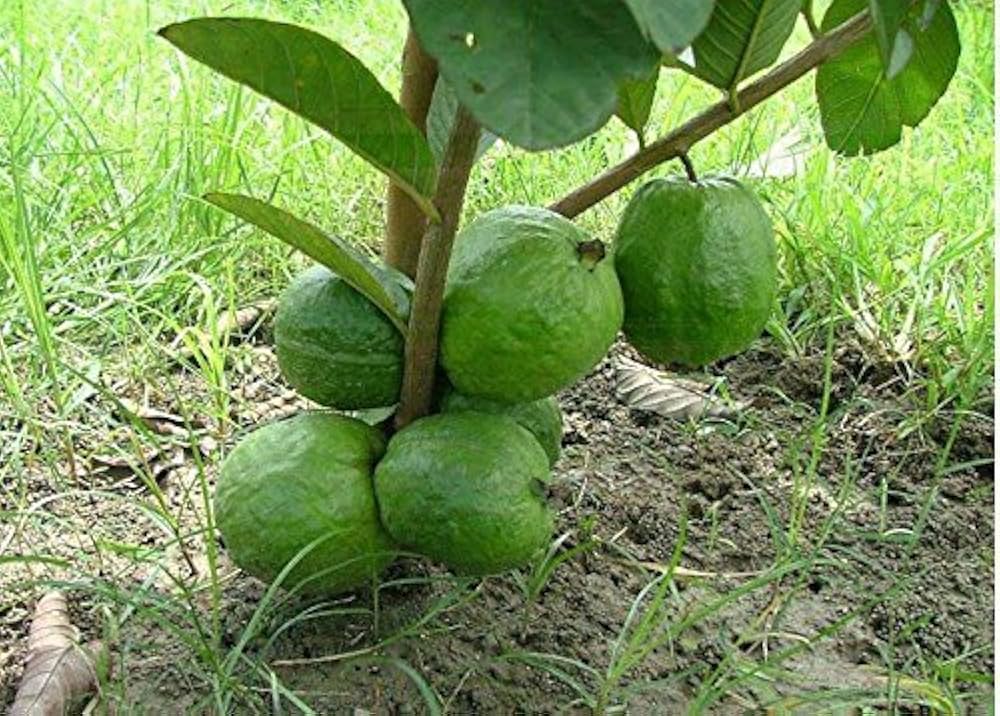 Thai KG Guava -Fruit Plants - Image 2