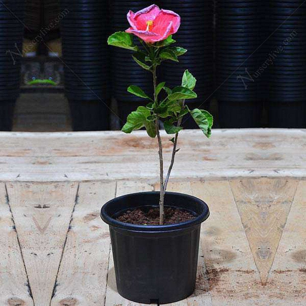Hibiscus, Gudhal Flower (Pink) - Plant - Image 2