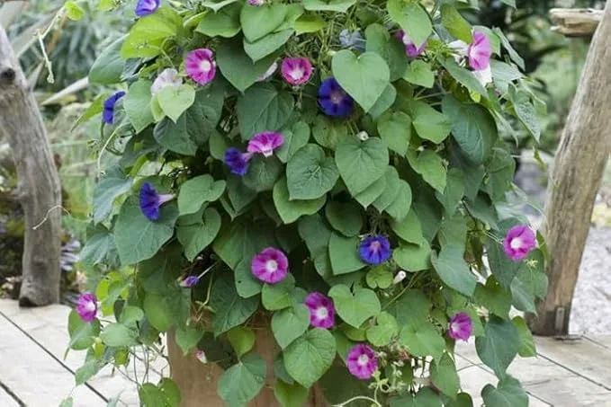 Ipomoea, Morning Glory - Plant - Image 2