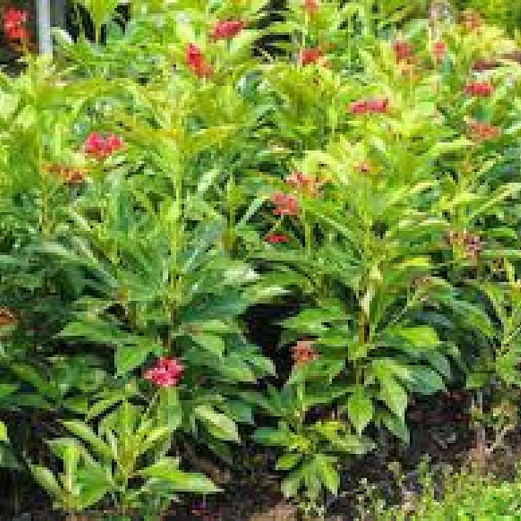 Jatropha Red - Plant - Image 2