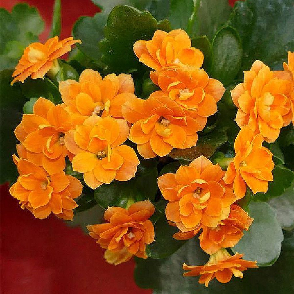 Kalanchoe (Orange) - Plant - Image 3