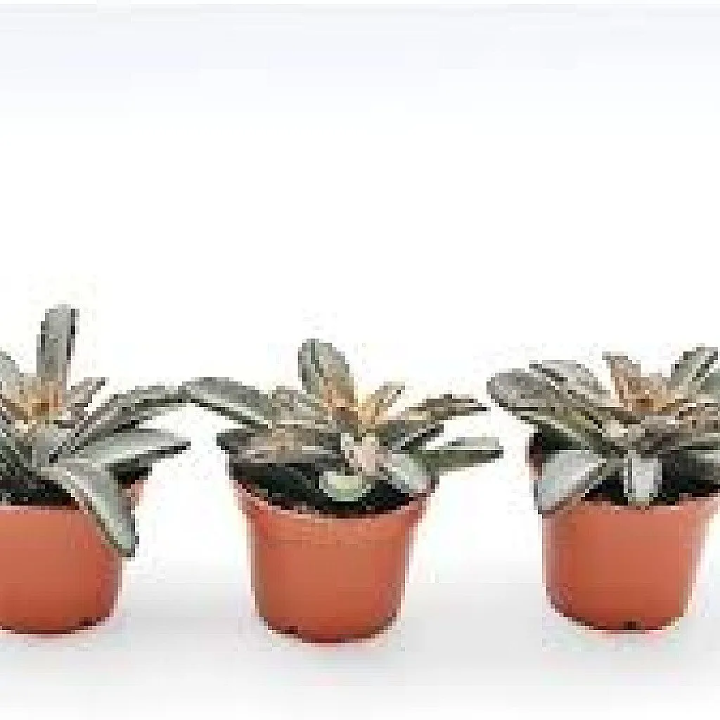 Kalanchoe Flapjack, Poplet - Succulent Plant - Image 2