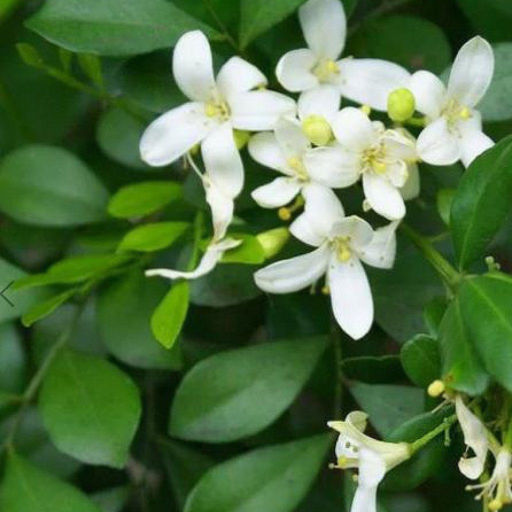 Kamini - Plant - Image 2