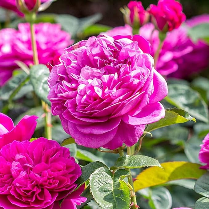 Puspita Nursery Miniature (Mini) Rose Plant Pink Color