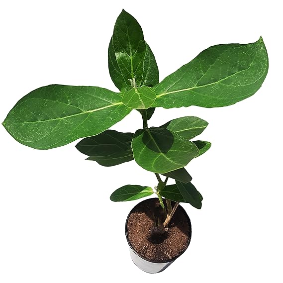 Puspita Nursery Safed Aak Live Plant, Calotropis Gigantea, White Madar - Image 2