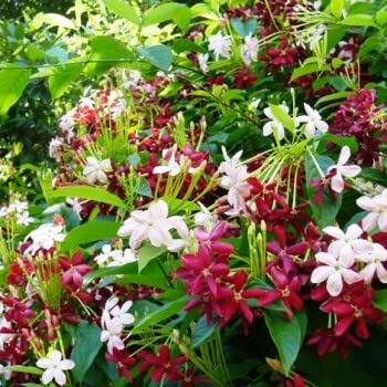 Madhumalti Dwarf, Rangoon Creeper - Plant - Image 2