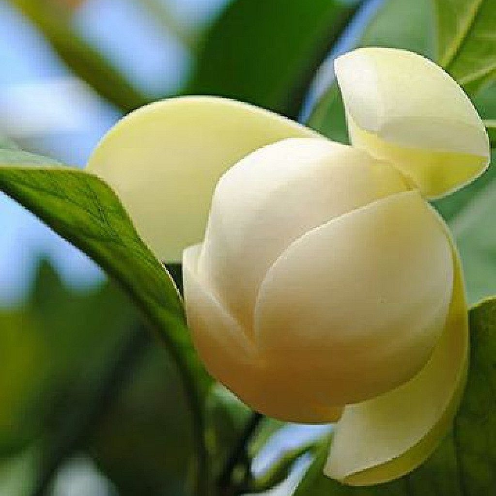 Magnolia Dwarf Coco - Flowering Shrubs - Image 2
