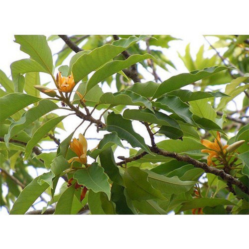 Michelia Champa, Son Champa ( Orange, Grafted ) - Plant - Image 2