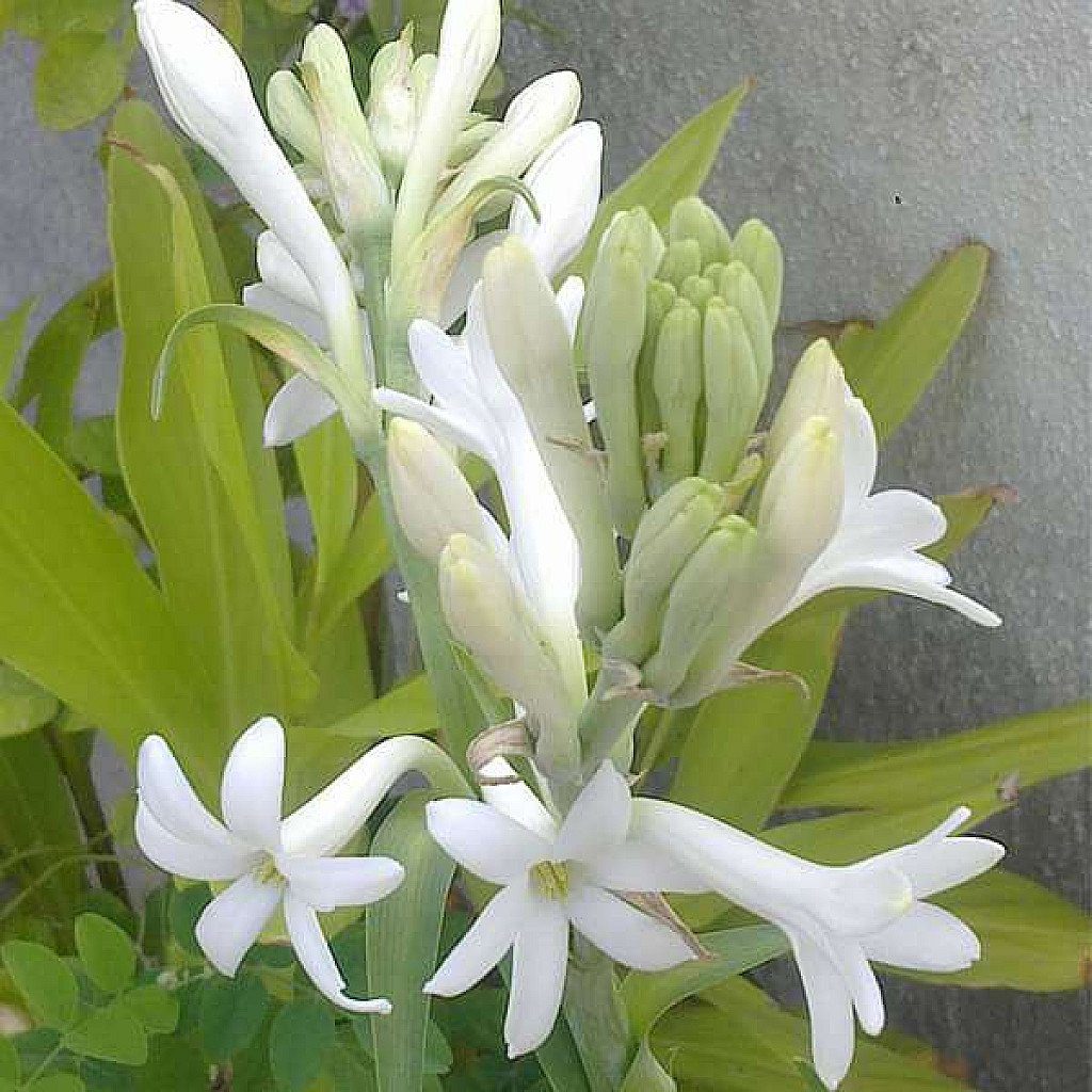 Rajnigandha, Tuberose - Plant - Image 2