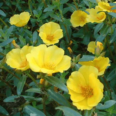Portulaca, 10 O Clock (Yellow) - Plant - Image 2