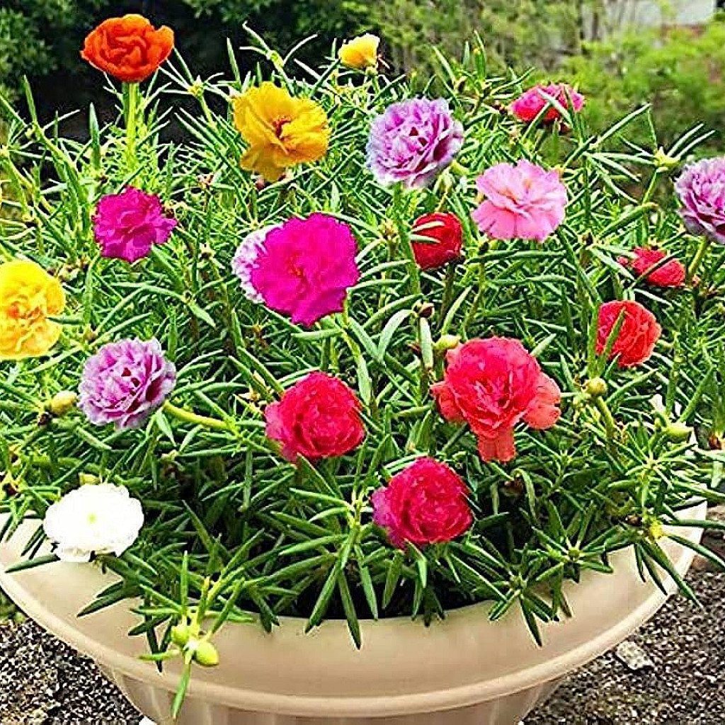 Portulaca, 9 O Clock (Any Color) - Plant - Image 2