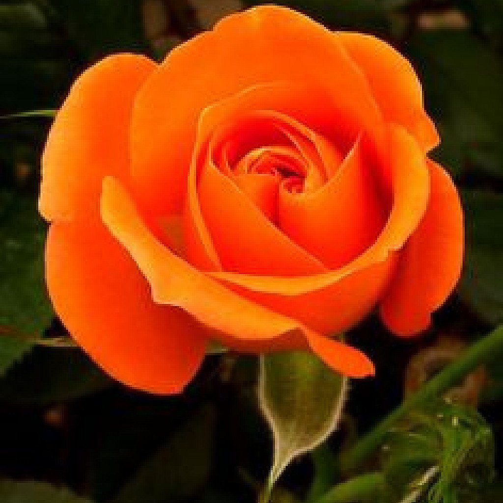 Rose (Orange) - Plant - Image 2