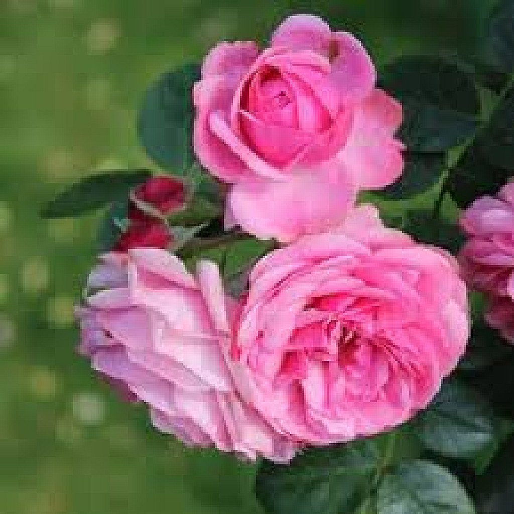 Rose (Pink) - Plant - Image 2