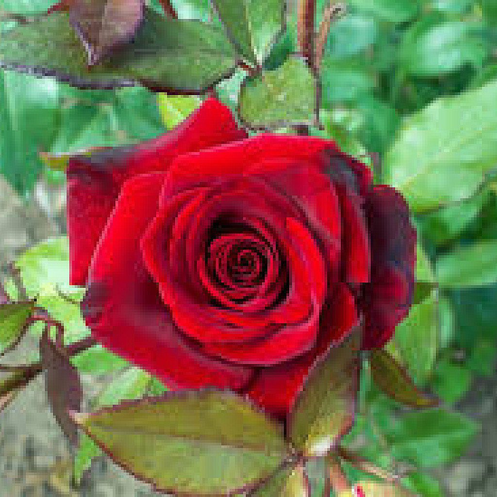 Rose (Red) - Plant - Image 2