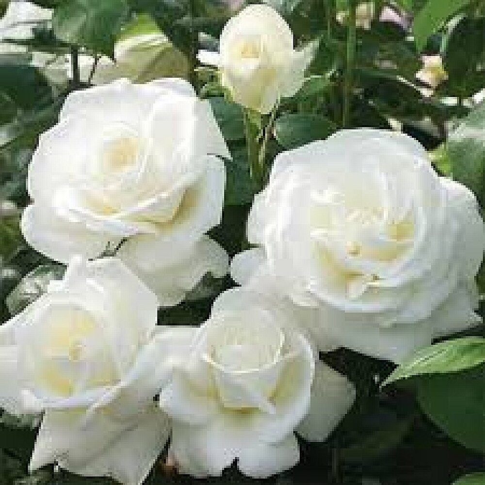 Rose (White) - Plant - Image 2