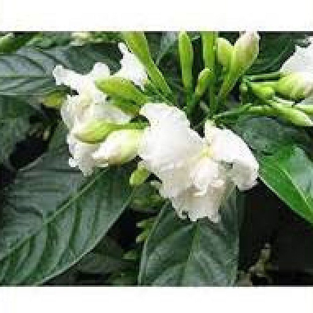 Tagar Double - Plant - Image 2