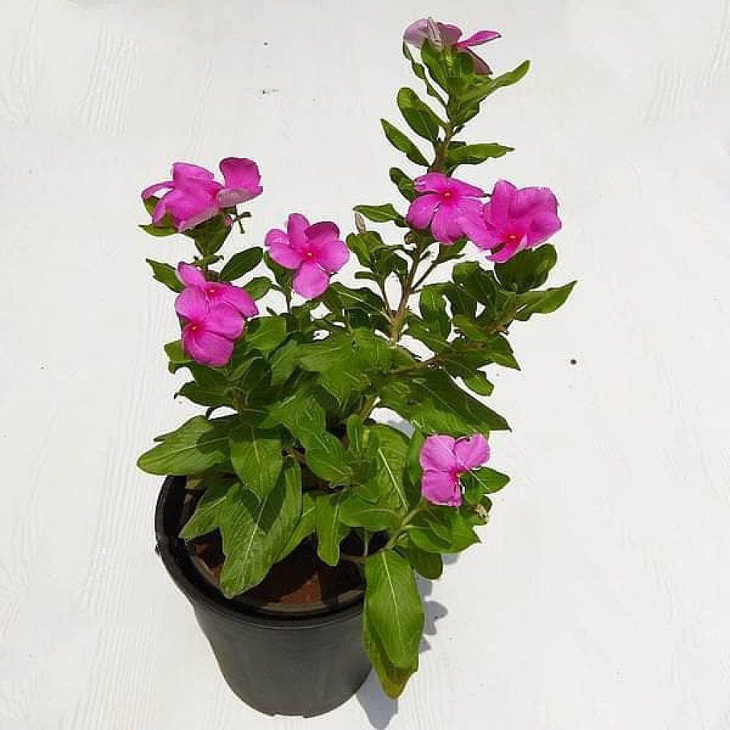 Vinca, Catharanthus Roseus (Any Color) - Plant - Image 2