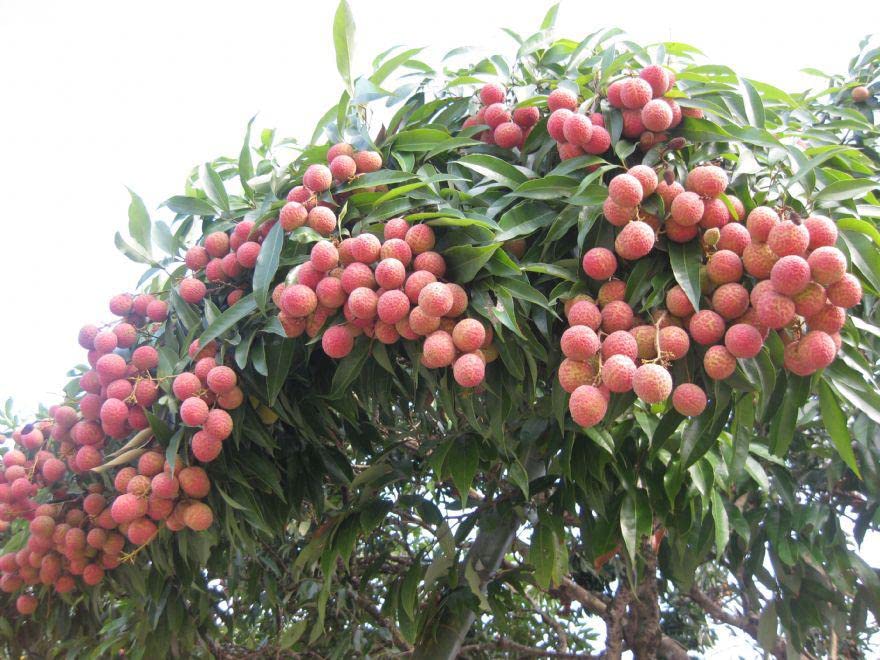 Puspita Nursery "All Time Thai Lychee Plant – Lush Greenery with Exquisite, Juicy Lychee Fruits" - Image 3