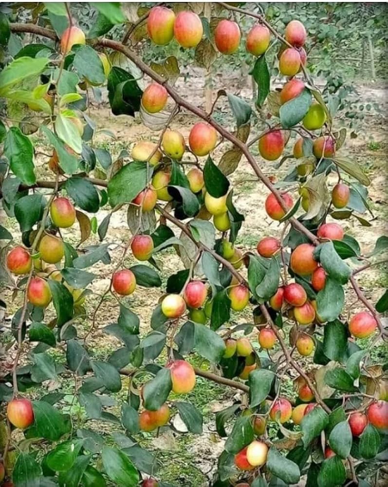 Puspita Nursery "Kashmiri Apple Ber Plant – Grafted, All Season Fruiting for Home Gardens" - Image 3