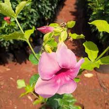Allamanda Tiger (Peach Orange) - Plant - Image 3