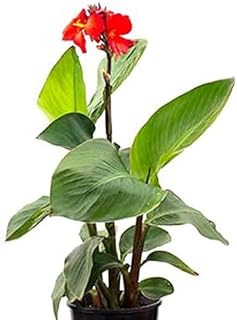 Canna (Red Flower With Green Leaves) - Plant - Image 3
