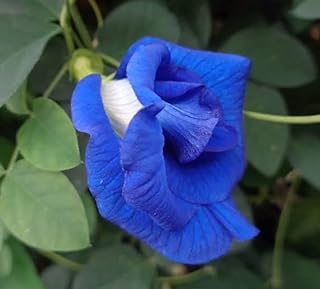 Clitoria Ternatea, Gokarna (Blue) - Plant - Image 3
