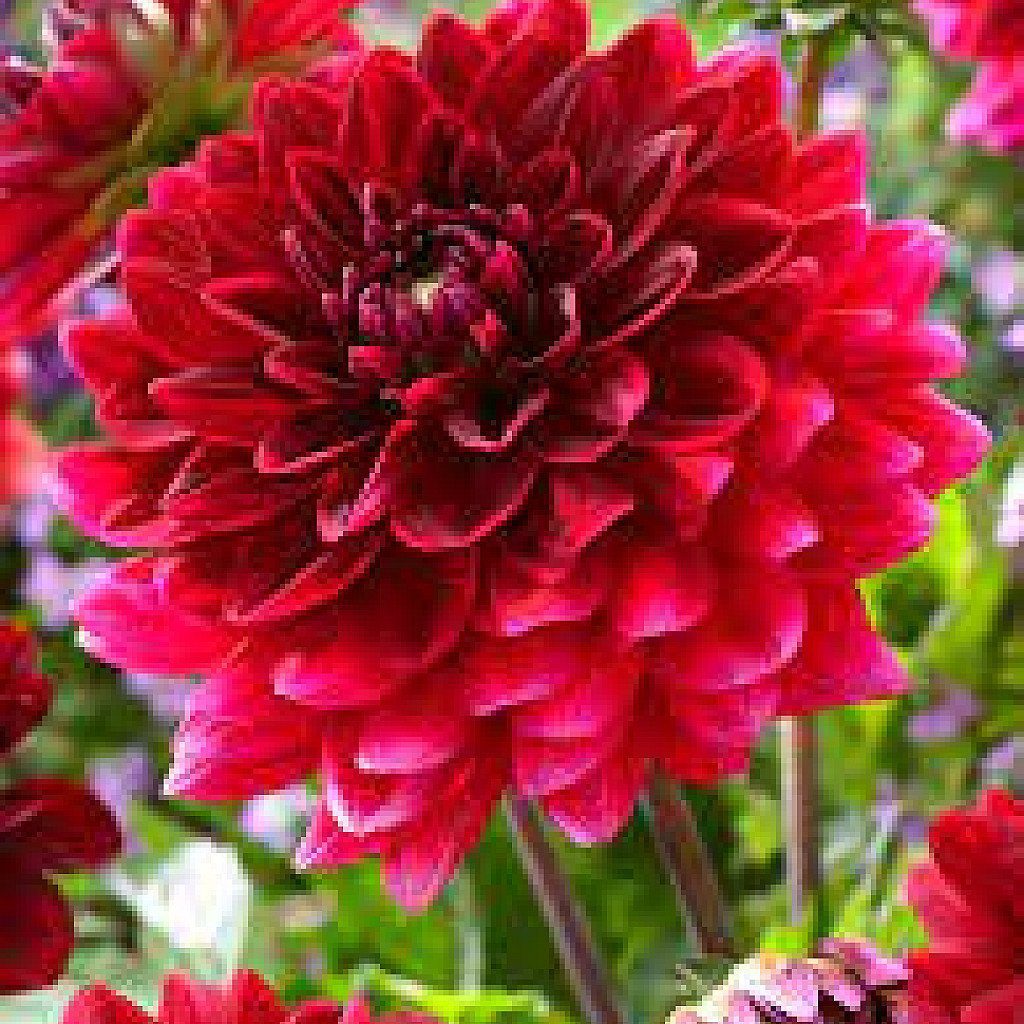 Dahlia (Red) - Plant - Image 3