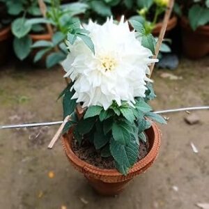 Dahlia (White) - Plant