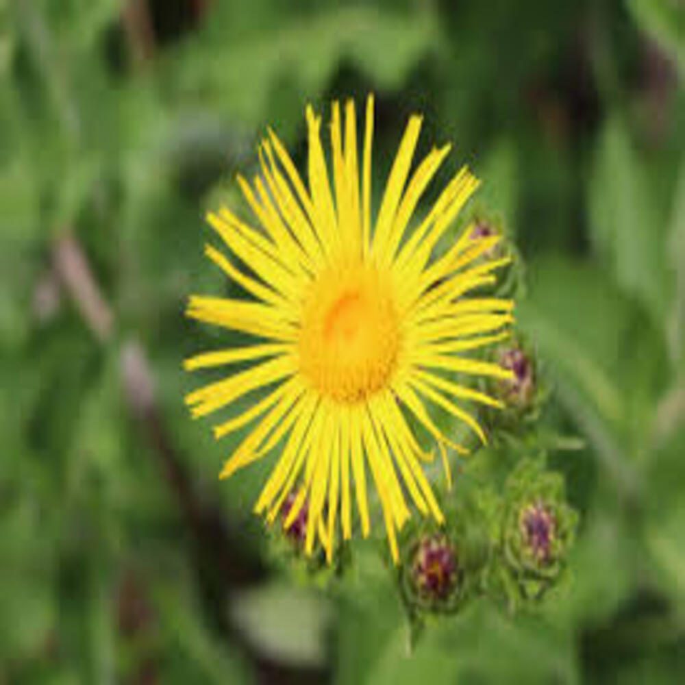 Elecampane - Image 3