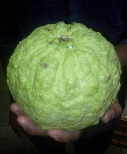 Thai KG Guava -Fruit Plants - Image 3